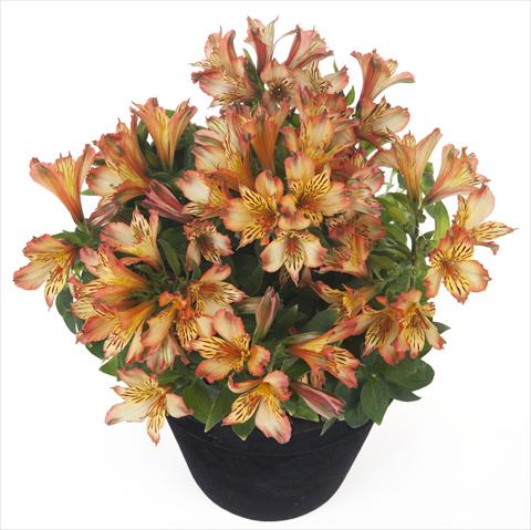 Photos von Blumenvarianten benutzt als: Topf und Beet Alstroemeria Inticancha® Bryce