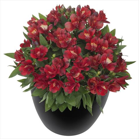 Photos von Blumenvarianten benutzt als: Topf und Beet Alstroemeria Inticancha® Doba