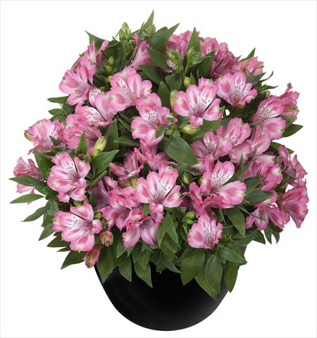 Photos von Blumenvarianten benutzt als: Topf und Beet Alstroemeria Inticancha® Imala
