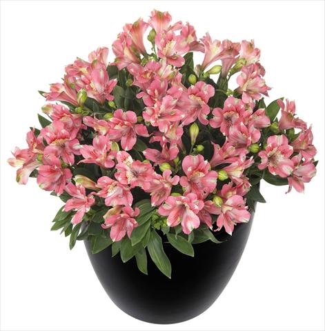 Photos von Blumenvarianten benutzt als: Topf und Beet Alstroemeria Inticancha® Kanika