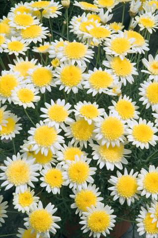 Photos von Blumenvarianten benutzt als: Topf, Beet, Terrasse Argyranthemum frutescens Daisy Crazy® Sole Mio