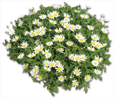 Photos von Blumenvarianten benutzt als: Topf, Beet, Terrasse Argyranthemum Glory® White