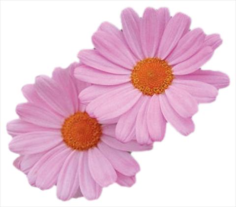 Photos von Blumenvarianten benutzt als: Topf, Beet, Terrasse Argyranthemum frutescens Daisy Crazy® Summit Dark Pink