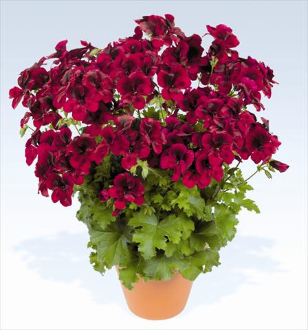 Photos von Blumenvarianten benutzt als: Topf, Beet, Terrasse Pelargonium grandiflorum pac® Candy Flowers Dark Red