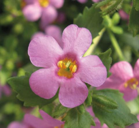 Photos von Blumenvarianten benutzt als: Topf, Terrasse, Ampel. Bacopa (Sutera cordata) Secrets® Medium Dark Violet Imp
