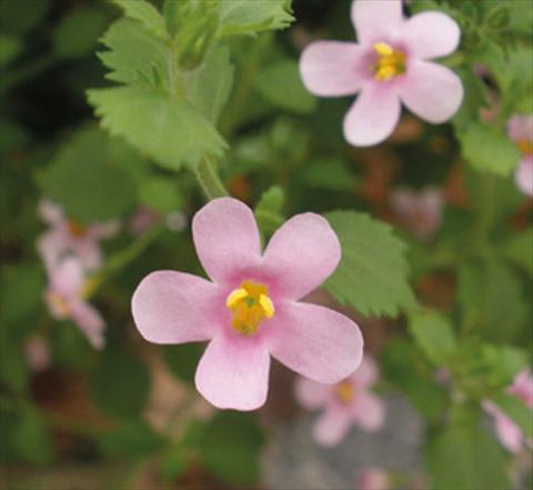 Photos von Blumenvarianten benutzt als: Topf, Terrasse, Ampel. Bacopa (Sutera cordata) Secrets® Medium Pink