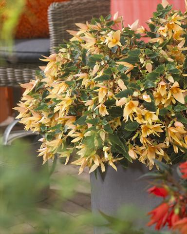 Photos von Blumenvarianten benutzt als: Beet, Topf oder Ampel Begonia boliviensis Crackling® Fire Creamy Yellow