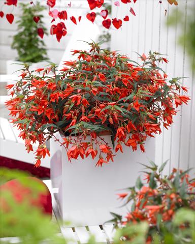 Photos von Blumenvarianten benutzt als: Beet, Topf oder Ampel Begonia boliviensis Crackling® Fire Orange Red