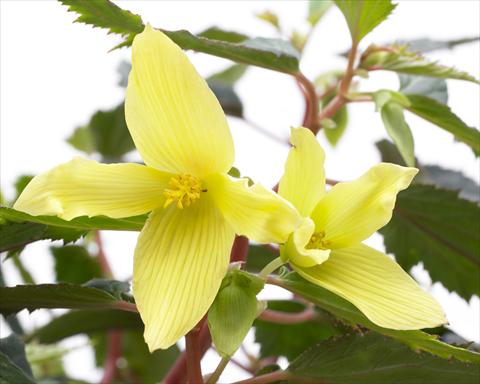 Photos von Blumenvarianten benutzt als: Beet, Topf oder Ampel Begonia boliviensis Crackling® Fire Yellow