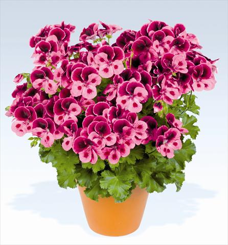 Photos von Blumenvarianten benutzt als: Topf, Beet, Terrasse Pelargonium grandiflorum pac® Candy Flowers Pink with Eye