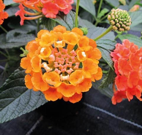 Photos von Blumenvarianten benutzt als: Topf, Beet, Terrasse Lantana camara Evita® Orange