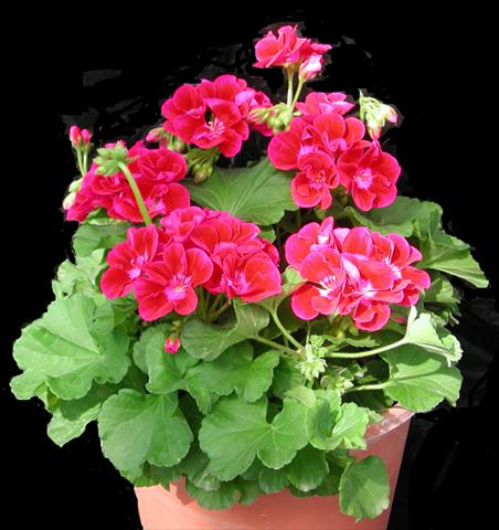 Photos von Blumenvarianten benutzt als: Topf, Beet, Terrasse Pelargonium zonale Amore Mio Strawberry®
