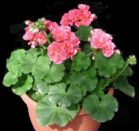 Photos von Blumenvarianten benutzt als: Topf, Beet, Terrasse Pelargonium zonale Sole Mio Salmon®