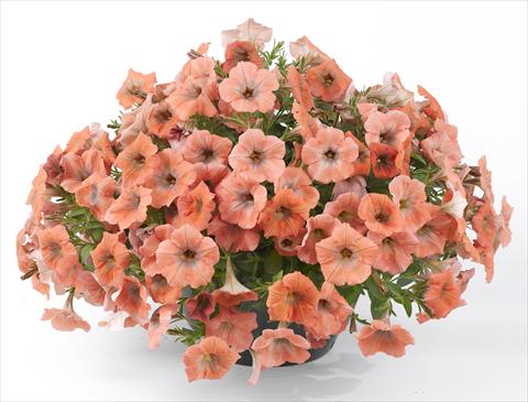 Photos von Blumenvarianten benutzt als: Topf, Beet, Terrasse, Ampel Petunia Happy® Copper