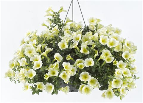 Photos von Blumenvarianten benutzt als: Topf, Beet, Terrasse, Ampel Petunia Happy® Lemon