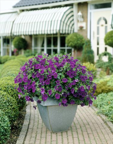 Photos von Blumenvarianten benutzt als: Topf, Beet, Terrasse, Ampel Petunia Surfinia Classic® Amethyst®