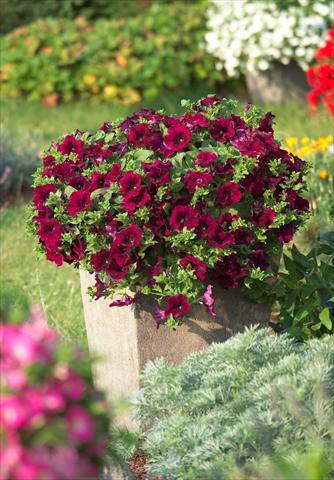 Photos von Blumenvarianten benutzt als: Topf, Beet, Terrasse, Ampel Petunia Surfinia Classic® Burgundy®