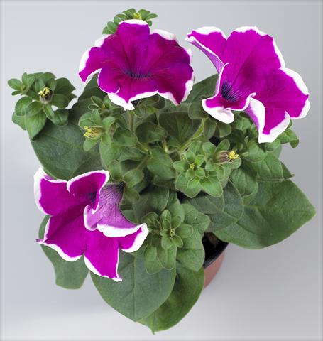 Photos von Blumenvarianten benutzt als: Topf, Beet, Terrasse, Ampel Petunia Surfinia Classic® Giant Purple Picotee®