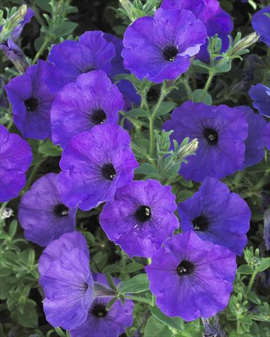 Photos von Blumenvarianten benutzt als: Topf, Beet, Terrasse, Ampel Petunia Surfinia Classic® Parfume Blue®