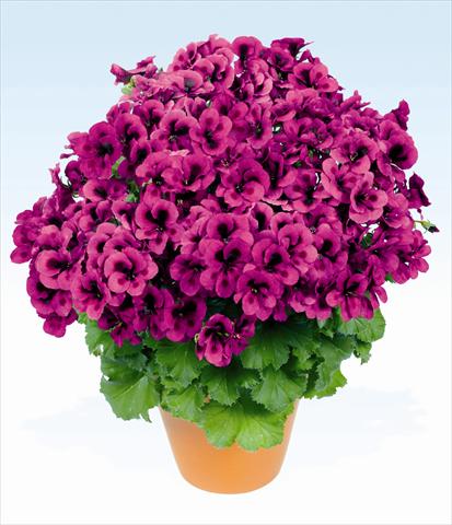 Photos von Blumenvarianten benutzt als: Topf, Beet, Terrasse Pelargonium grandiflorum pac® Candy Flowers Violet