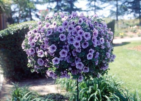 Photos von Blumenvarianten benutzt als: Topf, Beet, Terrasse, Ampel Petunia Surfinia Classic® Purple Vein Compact®