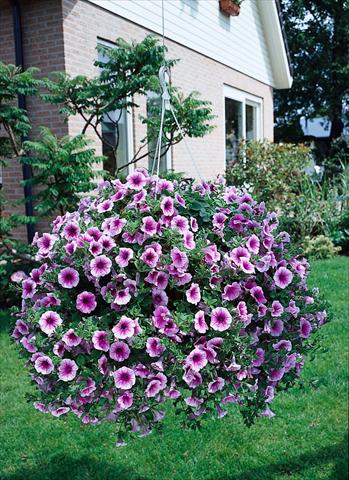Photos von Blumenvarianten benutzt als: Topf, Beet, Terrasse, Ampel Petunia Surfinia Classic® Rose Vein®