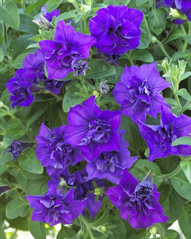 Photos von Blumenvarianten benutzt als: Topf, Beet, Terrasse, Ampel Petunia Surfinia Double® Blue Star®