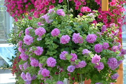 Photos von Blumenvarianten benutzt als: Topf, Beet, Terrasse, Ampel Petunia Surfinia Double® Lilac®