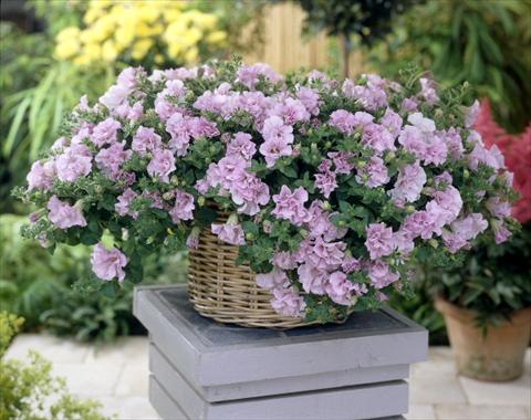 Photos von Blumenvarianten benutzt als: Topf, Beet, Terrasse, Ampel Petunia Surfinia Double® Pink®