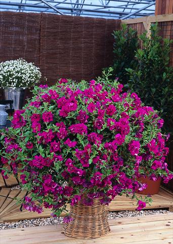 Photos von Blumenvarianten benutzt als: Topf, Beet, Terrasse, Ampel Petunia pendula Surfinia® Double Purple