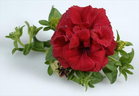 Photos von Blumenvarianten benutzt als: Topf, Beet, Terrasse, Ampel Petunia Surfinia Doulbe® Red®