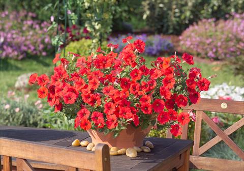 Photos von Blumenvarianten benutzt als: Topf, Beet, Terrasse, Ampel Petunia Surfinia Impulz® Red®