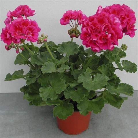 Photos von Blumenvarianten benutzt als: Topf, Beet, Terrasse Pelargonium zonale pac® Flower Fairy Berry®