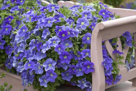 Photos von Blumenvarianten benutzt als: Topf, Beet, Terrasse, Ampel Petunia Surfinia Impulz® Sky Blue Eyes®