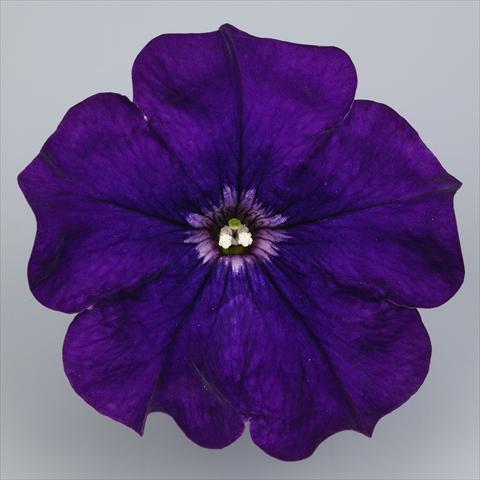 Photos von Blumenvarianten benutzt als: Topf, Beet, Terrasse, Ampel Petunia Surfinia Impulz® Violet®