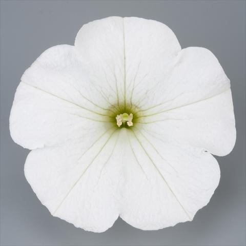 Photos von Blumenvarianten benutzt als: Topf, Beet, Terrasse, Ampel Petunia Surfinia Impulz® White®