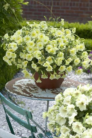 Photos von Blumenvarianten benutzt als: Topf, Beet, Terrasse, Ampel Petunia Surfinia Impulz® Yellow®