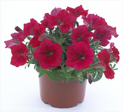 Photos von Blumenvarianten benutzt als: Topf, Beet, Terrasse, Ampel Petunia Surfinia Table® Dark Red®
