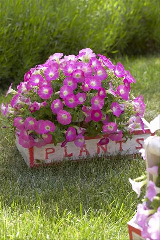 Photos von Blumenvarianten benutzt als: Topf, Beet, Terrasse, Ampel Petunia Surfinia Table® Pink Morn®