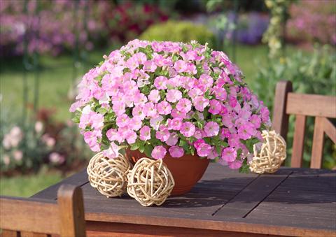 Photos von Blumenvarianten benutzt als: Topf, Beet, Terrasse, Ampel Petunia Surfinia Table® Soft Pink®