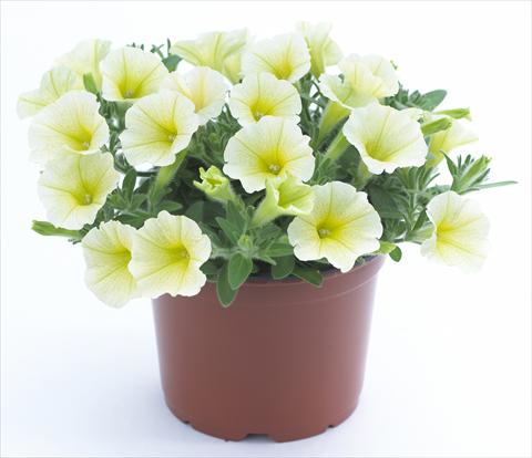 Photos von Blumenvarianten benutzt als: Topf, Beet, Terrasse, Ampel Petunia Surfinia Table® Yellow®