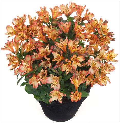 Photos von Blumenvarianten benutzt als: Topf und Beet Alstroemeria Inticancha® Brice