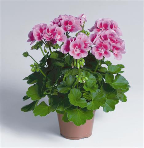 Photos von Blumenvarianten benutzt als: Topf, Beet, Terrasse Pelargonium zonale pac® Flower Fairy Rose®