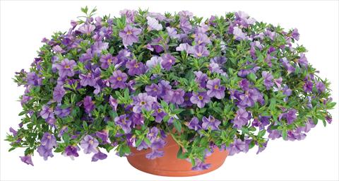 Photos von Blumenvarianten benutzt als: Topf, Beet, Terrasse, Ampel Calibrachoa Lindura® fides® Light Blue