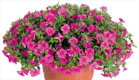 Photos von Blumenvarianten benutzt als: Topf, Beet, Terrasse, Ampel Calibrachoa Lindura® fides® Pink