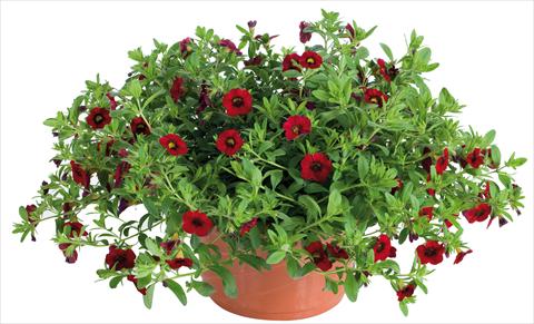 Photos von Blumenvarianten benutzt als: Topf, Beet, Terrasse, Ampel Calibrachoa Lindura® fides® Red