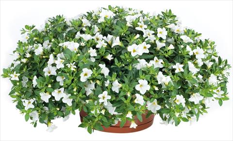 Photos von Blumenvarianten benutzt als: Topf, Beet, Terrasse, Ampel Calibrachoa Lindura® fides® White