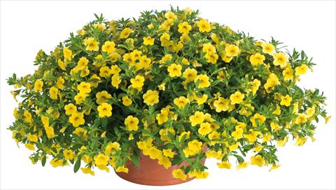Photos von Blumenvarianten benutzt als: Topf, Beet, Terrasse, Ampel Calibrachoa Lindura® fides® Yellow