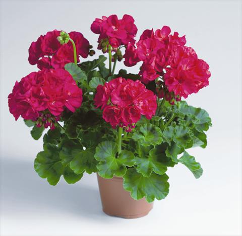 Photos von Blumenvarianten benutzt als: Topf, Beet, Terrasse Pelargonium zonale pac® Foxy