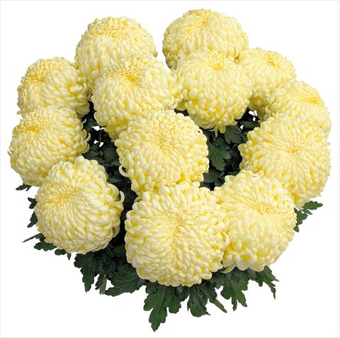 Photos von Blumenvarianten benutzt als: Topf und Beet Chrysanthemum Komodo Creme